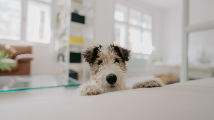 Photo of a curious little puppy trying to climb up the bed
