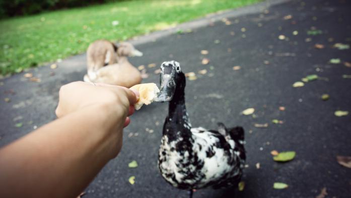 Point of view of arm reaching out to feed bread to a duck