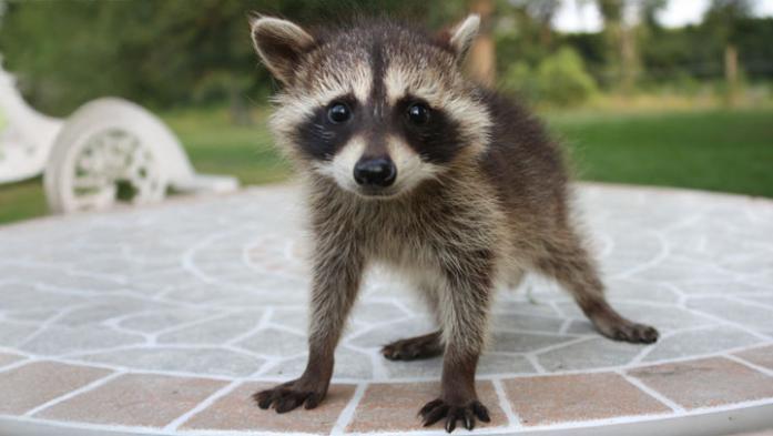 Raccoon on pavement