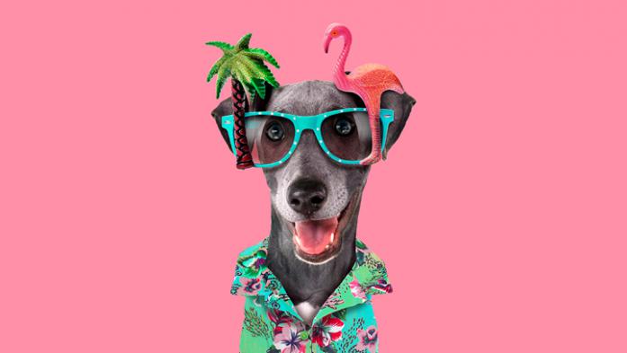 dog dressed in Hawaiian shirt with pink flamingo glasses