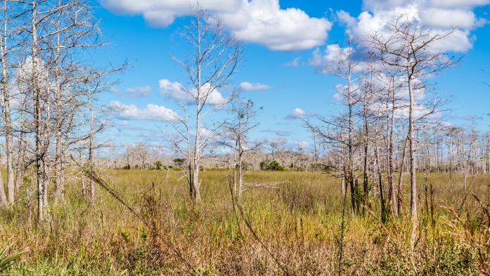Swamp with grass and dead trees along Loop Road in Big Cypress National Preserve, Everglades, Florida, USA