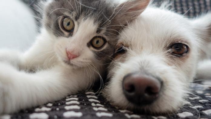 puppy and kitten being cute
