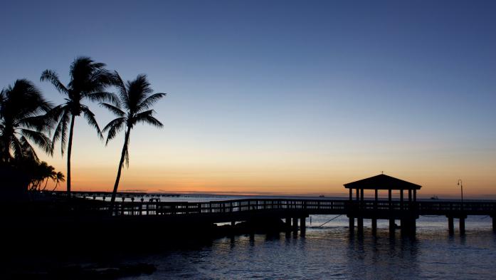 pier and palm trees along florida beach