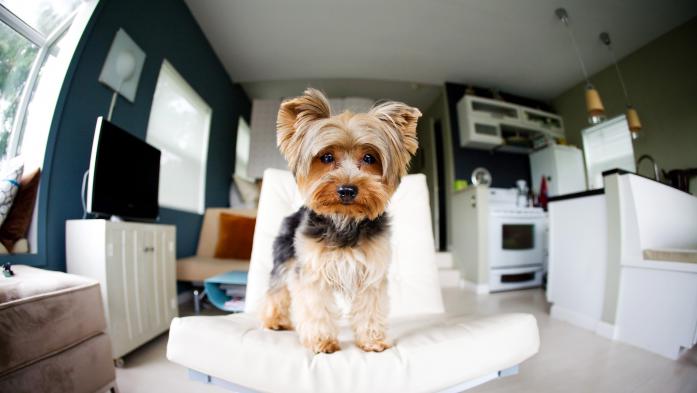 dog on chair