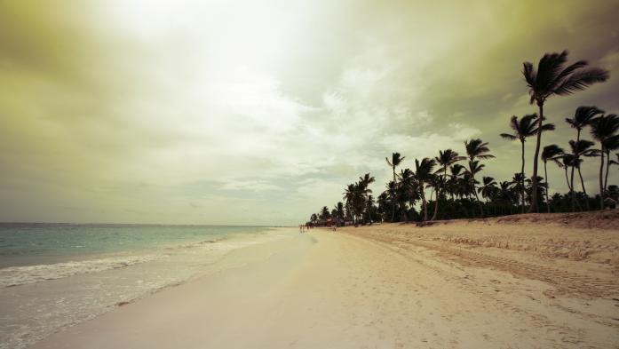 palm trees beach