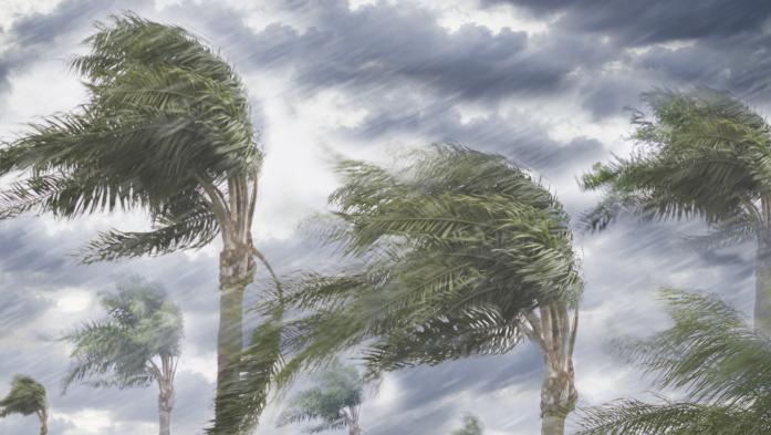 palm trees in storm