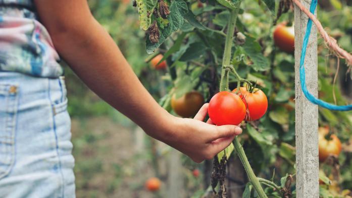 woman holding a tomato attached to a plant