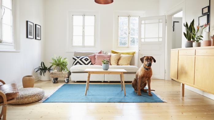Dog sitting on living room floor