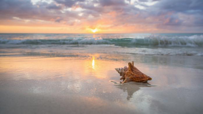 Large seashells on the beach with an ocean sunset in the background