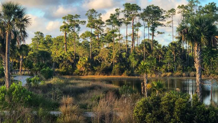 Wetlands with trees, shrubs and blue sky