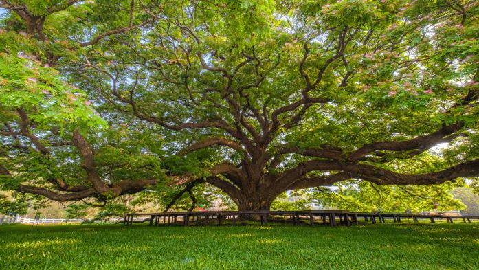 A massive tree with arching branches in a yard