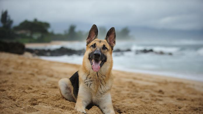 A German Shepard plays on the beach