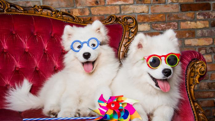 Two white dogs on a couch, wearing sunglasses and holding a wind toy